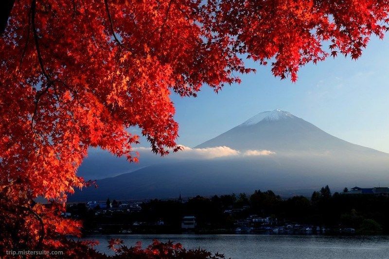 Viajar a Japón en otoño y disfrutar del enrojecimiento de los árboles (momiji). Monte Fuji. Otoño