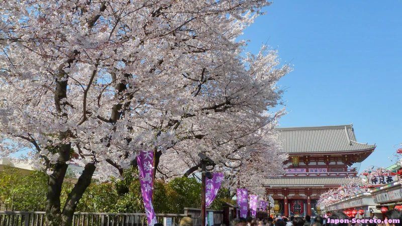 Festivales de Japón: el Kanbutsue (灌仏会) o "cumpleaños de Buda", conocido como Hana Matsuri (花祭) o "Festival de las Flores", celebrado en Japón el 8 de abril. Imagen de la celebración en el templo Sensoji de Tokio, con los cerezos (sakura) en flor
