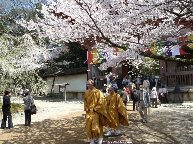 Hanami o contemplación de los cerezos en flor en Japón