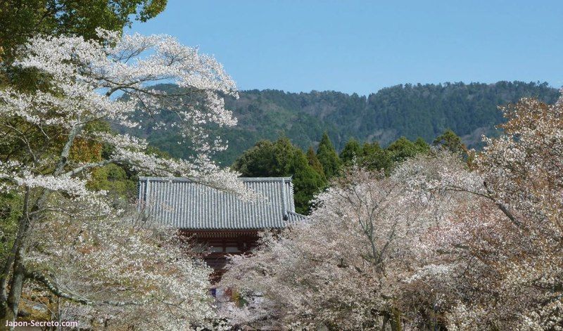 Lugares secretos de Japón en los que disfrutar de los cerezos (sakura) en flor: el templo Daigoji de Kioto