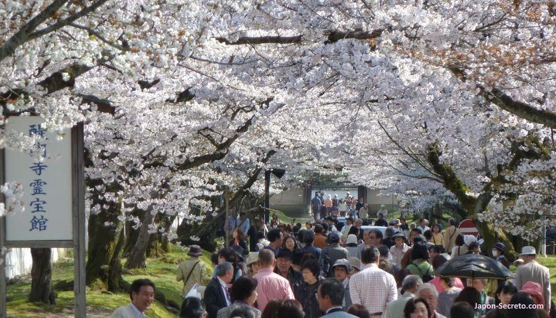 Alrededores del templo Daigoji (KIoto) durante la floración del cerezo (hanami)