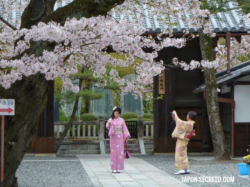 Primavera en Japón: cerezos en flor en Kioto