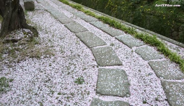 Pétalos de sakura en el suelo (Paseo de la filosofía, Kioto)