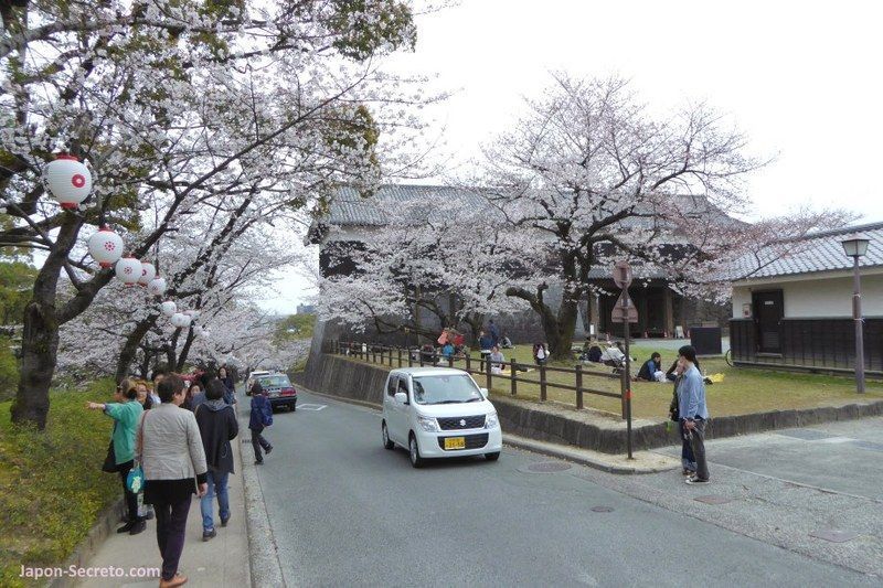 Lugares secretos de Japón en los que disfrutar de los cerezos (sakura) en flor: el castillo de Kumamoto