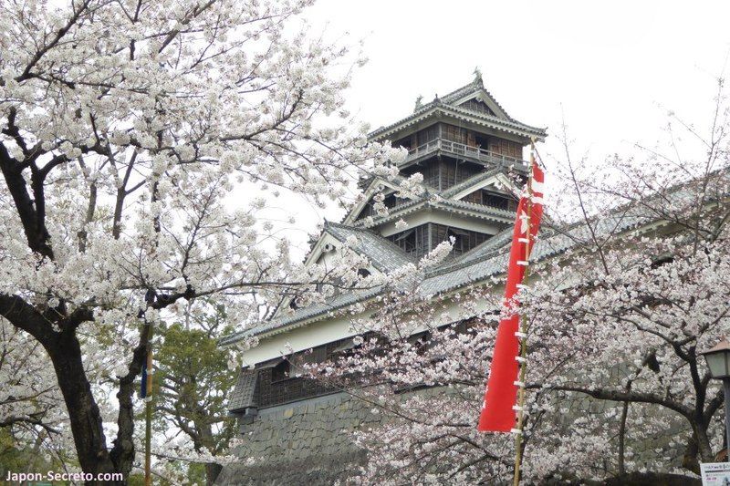 Castillo de Kumamoto (熊本城). Abril de 2016. Flores de sakura
