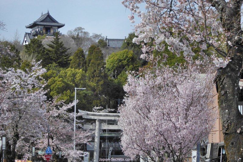 Castillo de Inuyama durante la floración de los cerezos (sakura) en Japón. Abril.