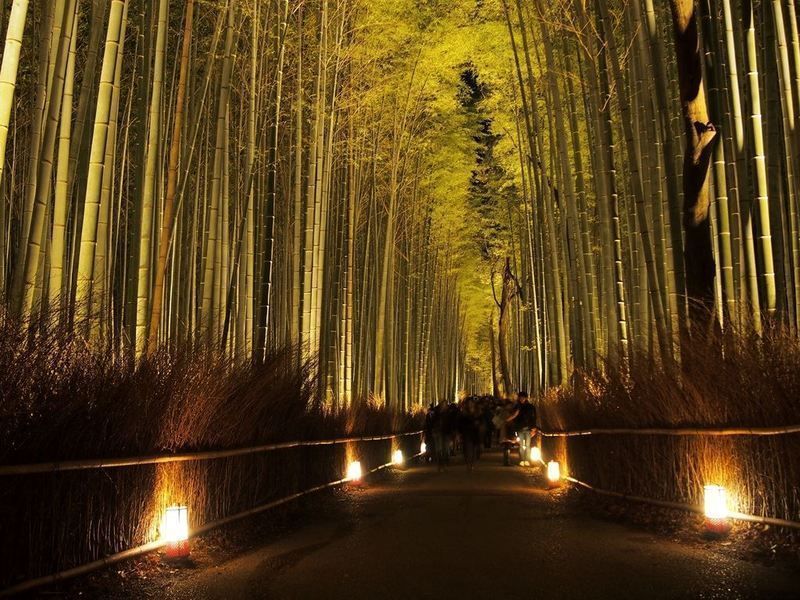 Festivales de Japón: el Arashiyama Hanatoro (嵐山花灯路) o iluminación de Arashiyama (Kioto) en diciembre, incluyendo el bosque de bambú