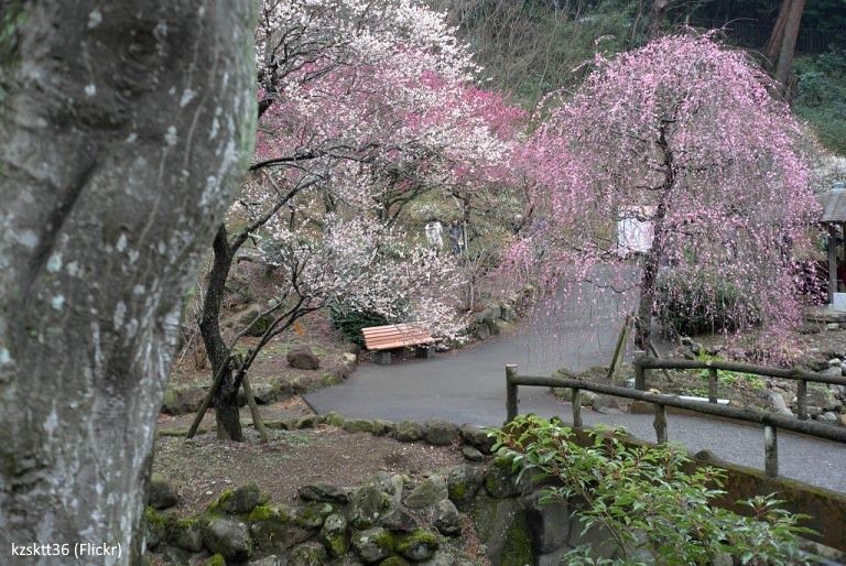 Festivales de Japón: el El Atami Baien Ume Matsuri (熱海梅園梅まつり), uno de los más famosos festivales de ciruelos en flor de todo Japón (Atami, prefectura de Shizuoka)