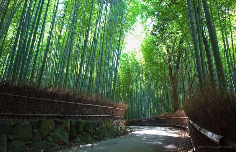 El famoso bosque de bambú de Sagano (Kioto)