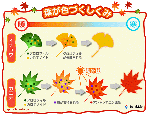 Proceso de cambio del color de las hojas en otoño en Japón