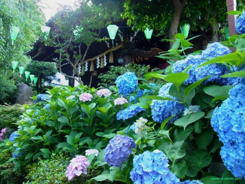 Hortensias en Japón en junio