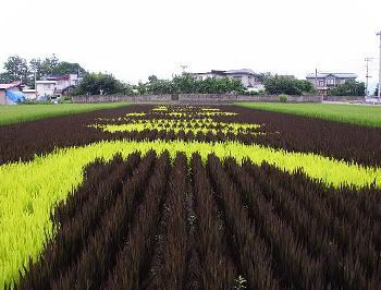 Diversas variedades de arroz conforman los enormes tapices naturales de Inakadate