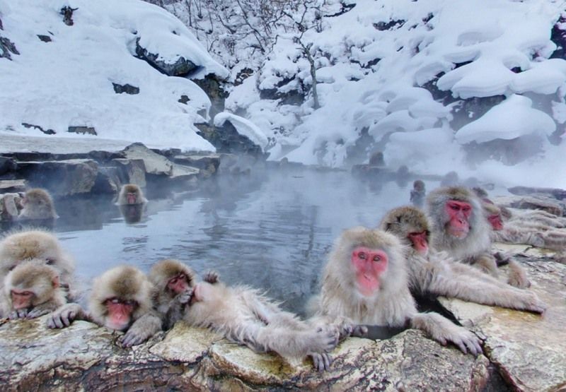 Viajar a Japón en invierno: Macacos bañándose en aguas termales en Jigokudani (prefectura de Nagano, Japón)
