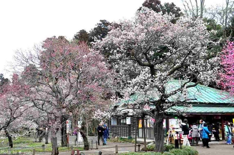 Festivales de Japón: Festival de los Ciruelos en Flor de Mito o Mito No Ume Matsuri (水戸の梅まつり) en la prefectura de Ibaraki, al noroeste de Tokio