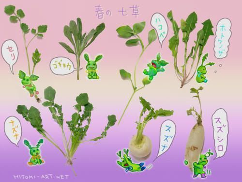 Las siete hierbas para la sopa japonesa depurativa de año nuevo (七草粥, nanakusagayu)