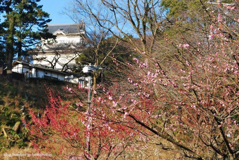 Festivales de Japón: el Odawara Ume Matsuri (小田原梅祭り) o Festival de los Ciruelos de Odawara. Castillo de Odawara