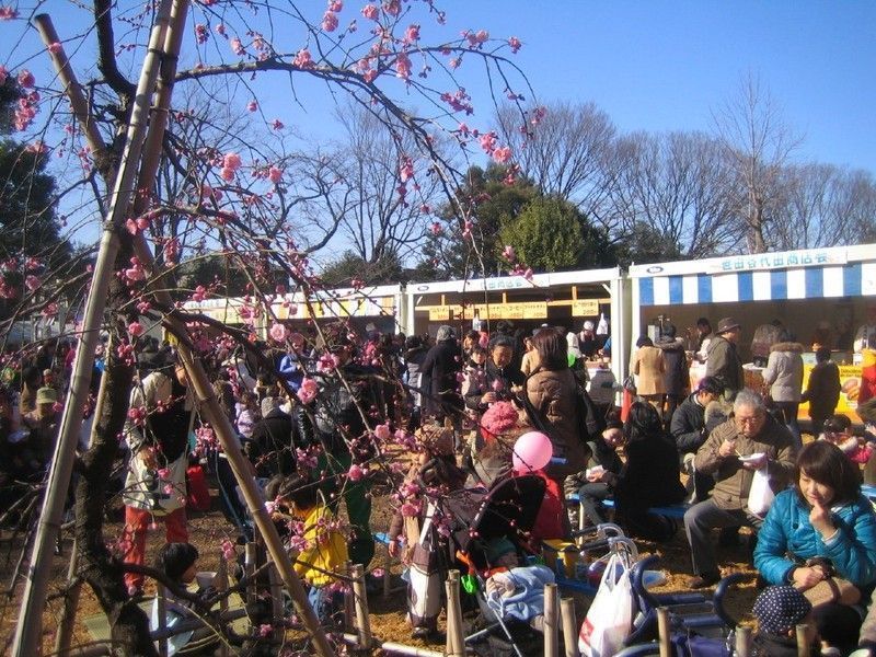 Festivales de Japón: el Setagaya Ume Matsuri (せたがや梅まつり) o Festival de los Ciruelos de Setagaya, en el parque Hanegi de Tokio