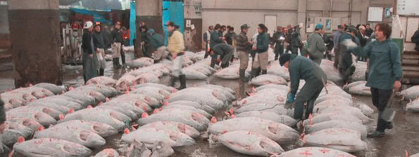 Subasta de atunes en la lonja de Tsukiji (Tokio)