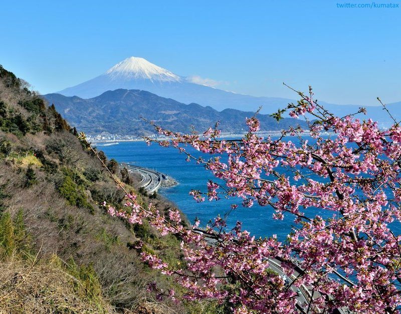 Ciruelos en flor en Japón. El Monte Fuji al fondo