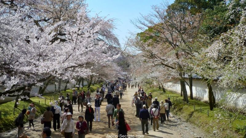 Jardines del templo Daigoji (Kioto) durante el florecimiento de los cerezos (sakura) en primavera