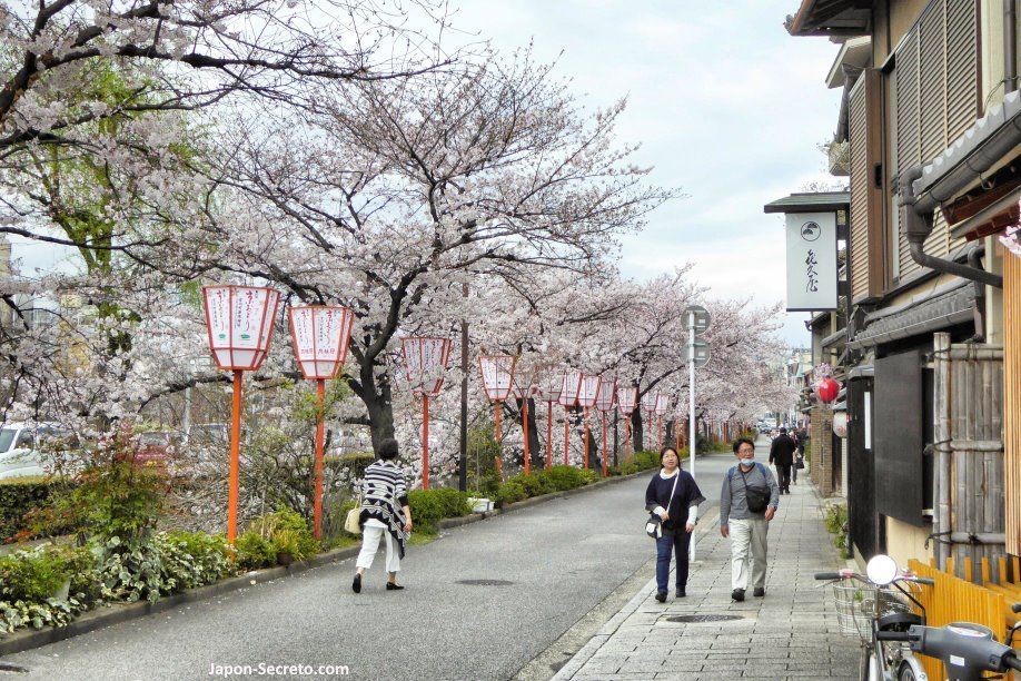 Distrito de geishas de Miyagawachō (宮川町) en Kioto durante la floración de los cerezos en primavera