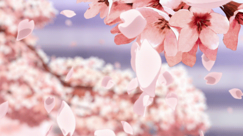 Hanafubuki: la lluvia de pétalos de sakura (cerezos japoneses)