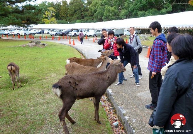 Turistas dando de comer a los ciervos sika