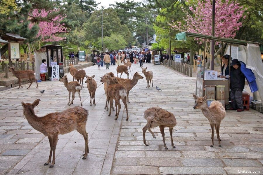 Viajar a Japón: excursión a Nara desde Osaka con guía en español. Foto del parque de Nara y sus famosos ciervos.