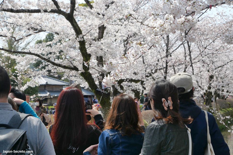 Cerezos en flor sakura en paseo de la filosofía de Kioto. Primavera en Japón