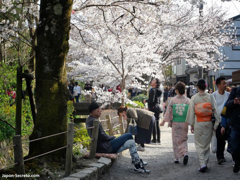Cerezos en flor sakura en paseo de la filosofía de Kioto. Hanami. Kimono. Primavera en Japón