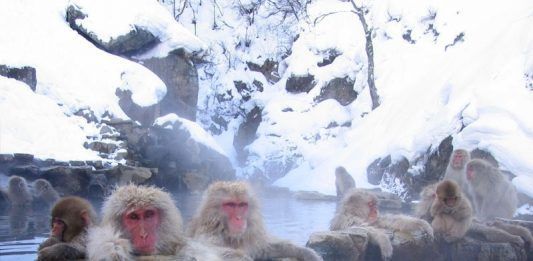 Invierno en Japón: Monos en el parque Jigokudani (Yudanaka, Yamanouchi, Nagano, Japón)