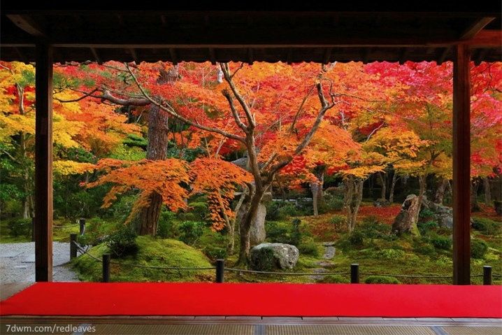 Japón: disfrutar del momiji en Kioto en otoño. Templo Enkoji