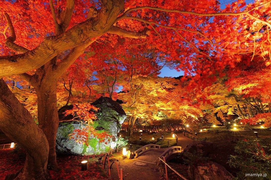 Japón: disfrutar del momiji en Kioto en otoño. Templo Hogonin