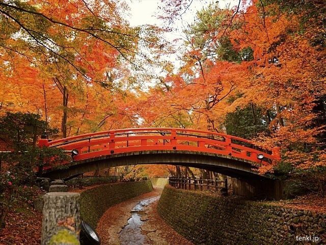 Japón: disfrutar del momiji en Kioto en otoño. Santuario Kitano Tenmangu