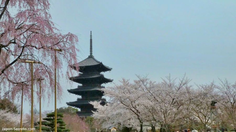 Pagoda del templo Tōji, la más alta de Japón. Cerezos en flor en primavera
