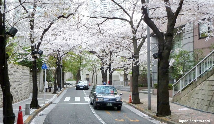 Cerezos en flor (sakura) en Japón. Primavera. Tokio.
