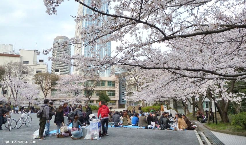 Cerezos en flor (sakura) en Japón. Primavera. Cerezos en Tokio. Hanami en Shinjuku.