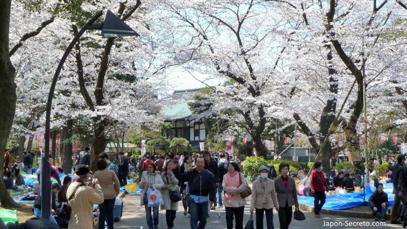 Los 23 barrios especiales de Tokio: Parque de Ueno. Flores de cerezo y Hanami. Sakura.
