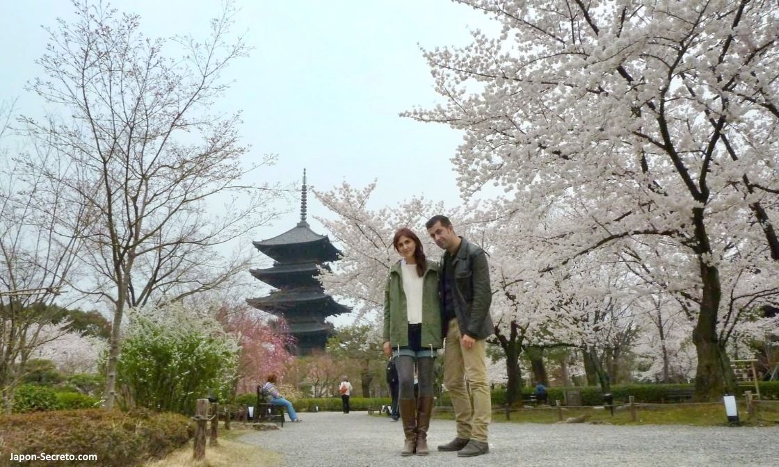 Cerezos en flor (sakura) en Japón. Primavera. Cerezos en Kioto. Templo Toji. Pagoda.