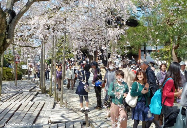 Cerezos en flor (sakura) en Japón. Primavera. Cerezos en Kioto.