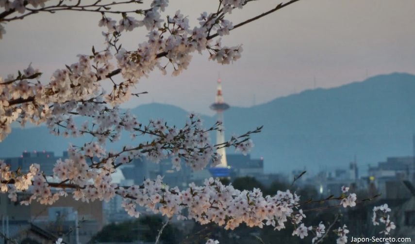 Cerezos en flor (sakura) en Japón. Primavera. Torre de Kioto al anochecer.