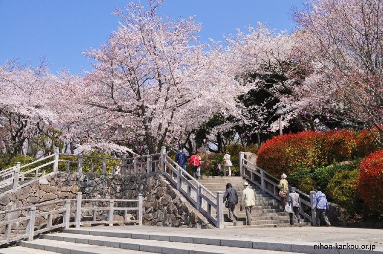 Asukayama. Ver flores de cerezo en Tokio. Primavera.