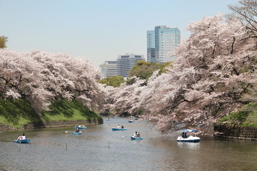 Chidorigafuchi. Ver flores de cerezo o sakura en Tokio. Primavera.