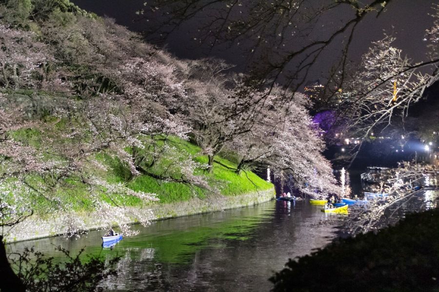 Chidorigafuchi iluminación de noche. Ver flores de cerezo o sakura en Tokio. Primavera.