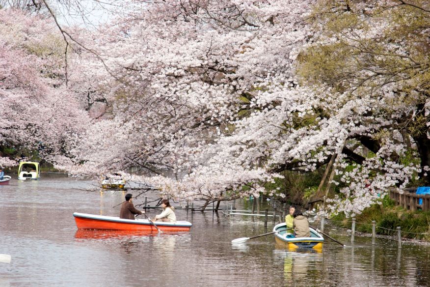 Inokashira. Ver flores de cerezo o sakura en Tokio. Primavera.