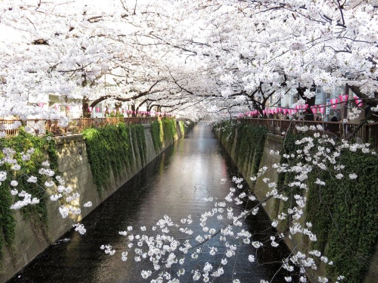 Meguro. Ver flores de cerezo o sakura en Tokio. Primavera.