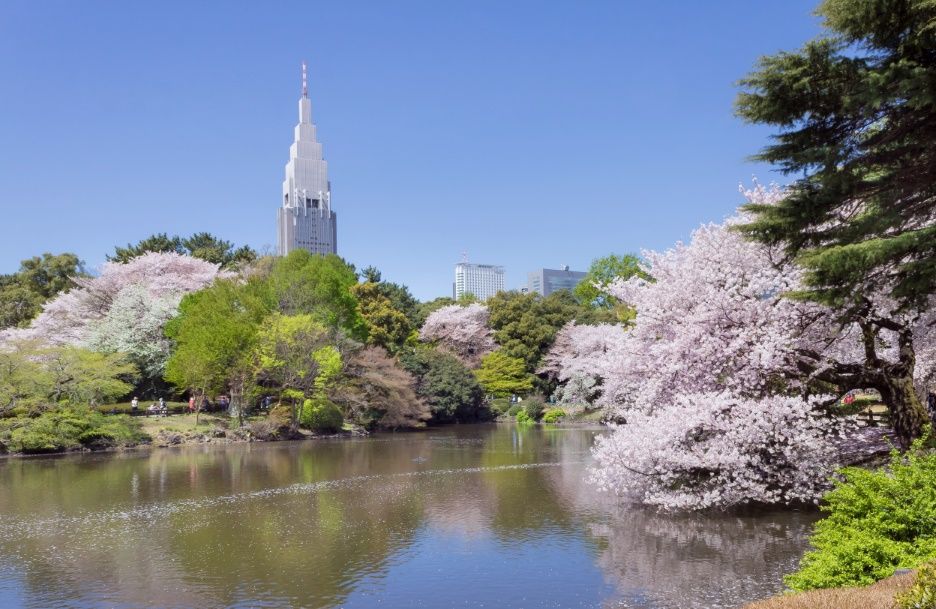 Parque Shinjuku Gyoen. Hanami. Ver flores de cerezo o sakura en Tokio. Primavera.