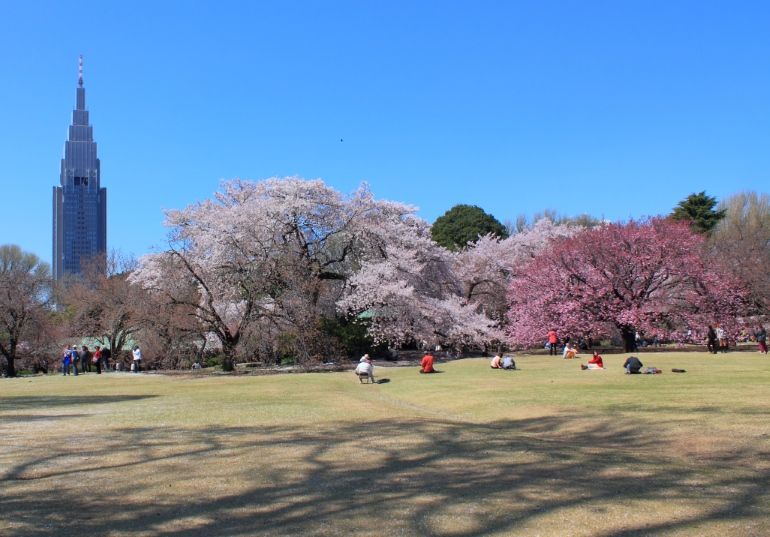 Parque Shinjuku Gyoen. Hanami. Ver flores de cerezo o sakura en Tokio. Primavera.