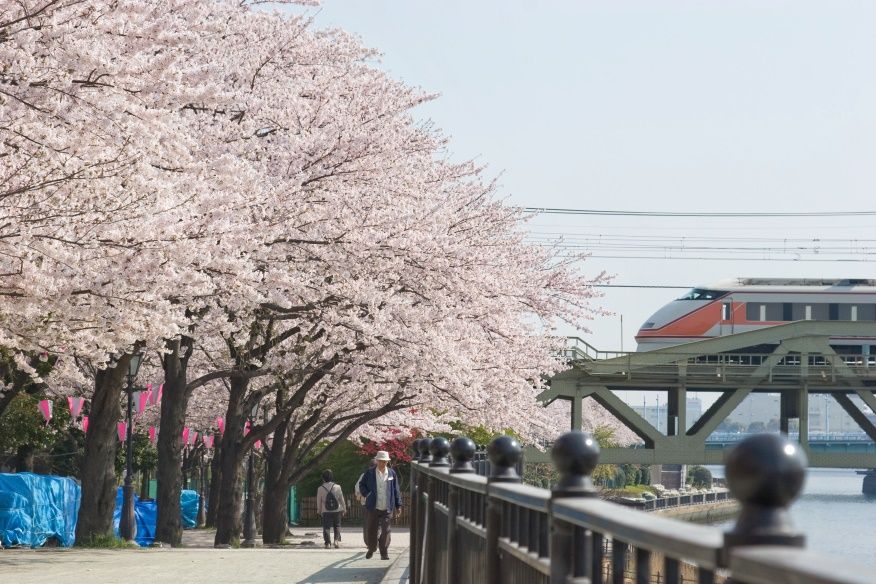 Parque Sumida. Hanami. Ver flores de cerezo o sakura en Tokio. Primavera.