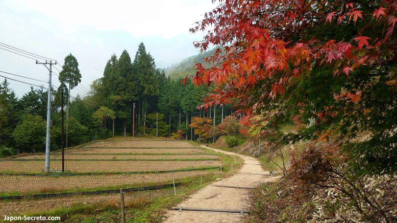 De Magome a Tsumago. Momiji. Valle del Kiso